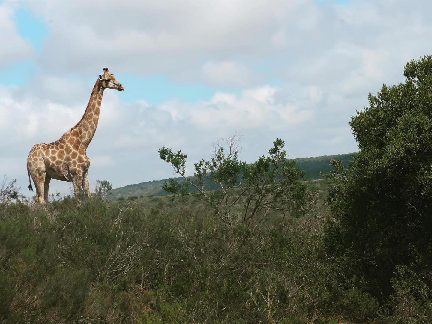 Umbono Private Game Lodge Alexandria  Exterior foto
